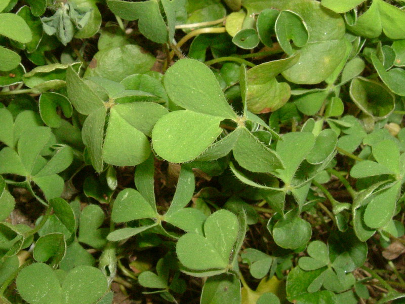 Oxalis stricta / Acetosella minore